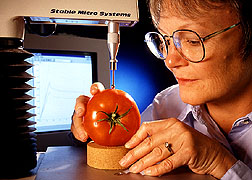 Judith Abbott of the USDA testing the texture of tomatoes (photo by Kieth Weller via link from USDA website)